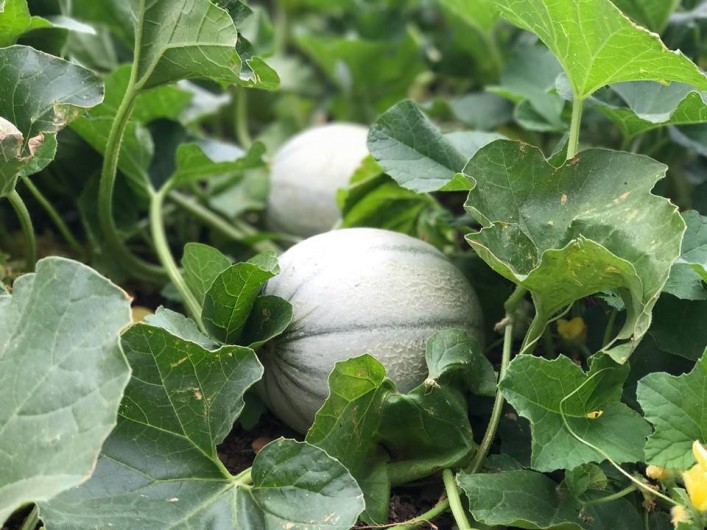 Location de vacances - Villa à L'Île-Rousse - Potager mis à la disposition de la clientèle / Légumes bio