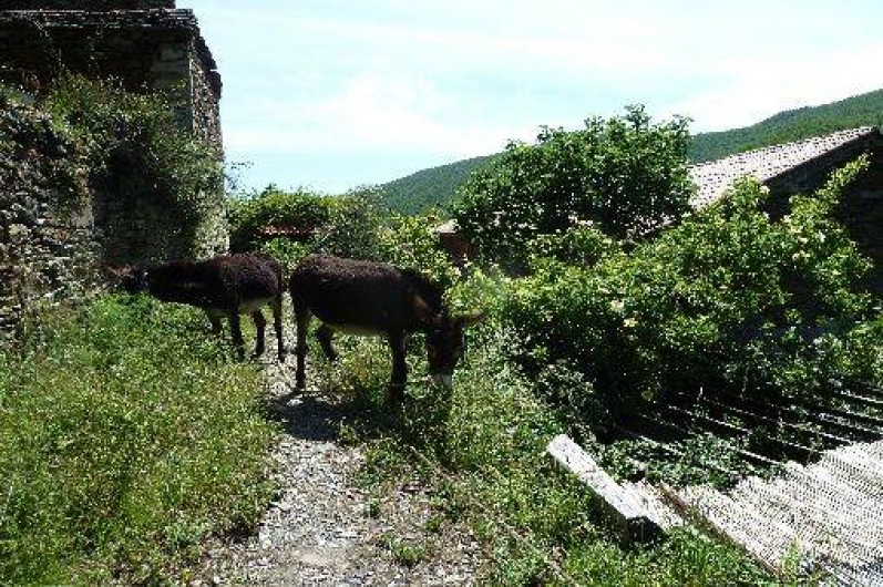 Location de vacances - Gîte à Les Plantiers
