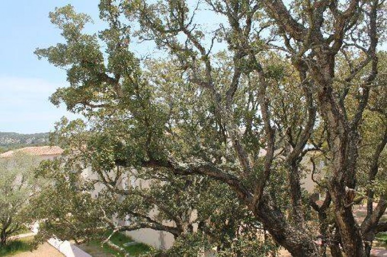 Location de vacances - Appartement à Lecci