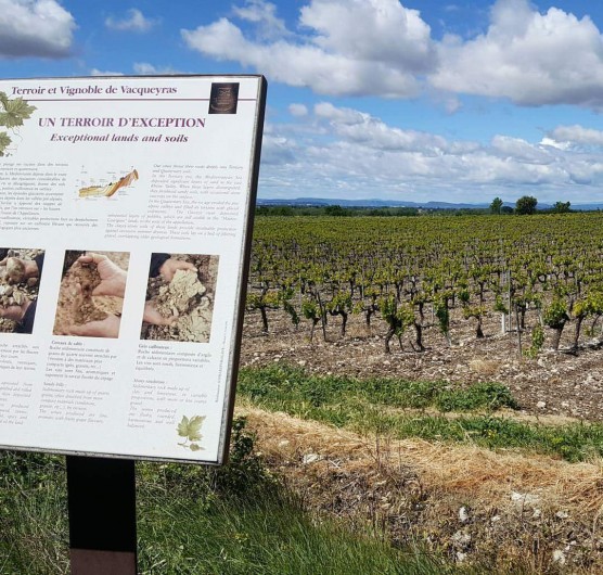 Location de vacances - Gîte à Vacqueyras - Vignobles