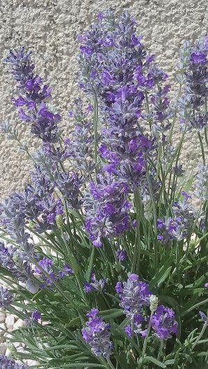 Location de vacances - Gîte à Le Barroux