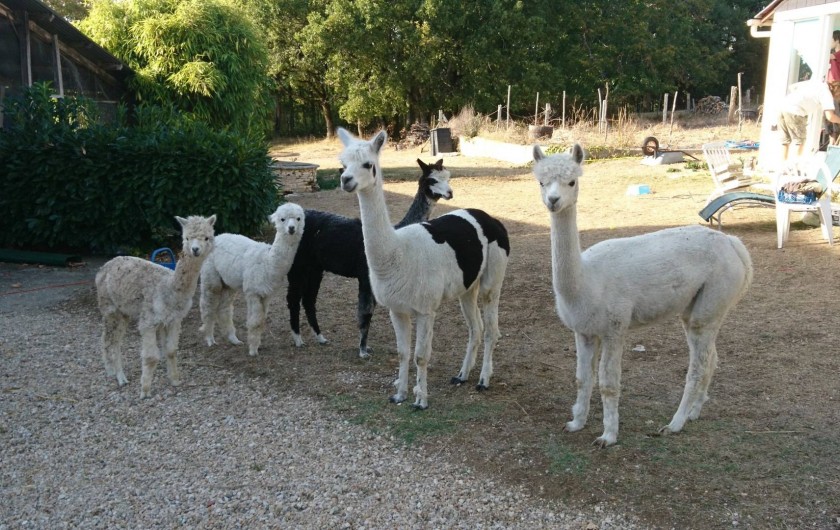 Location de vacances - Appartement à Peyrilles