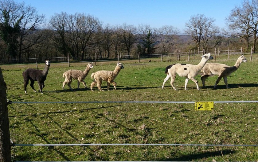 Location de vacances - Appartement à Peyrilles - Nos alpagas