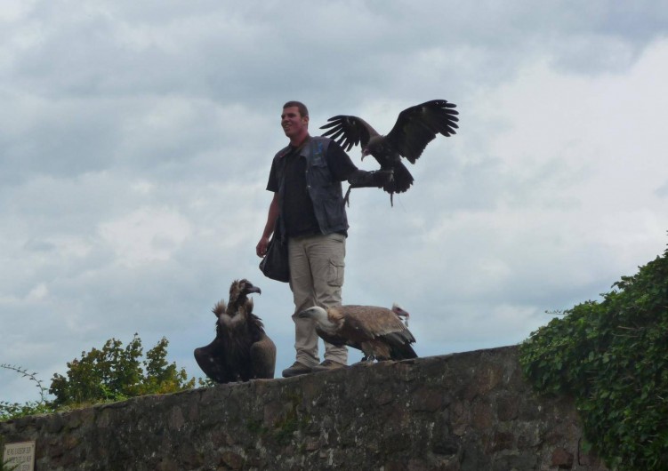 Location de vacances - Gîte à Kintzheim - Voleries  des aigles
