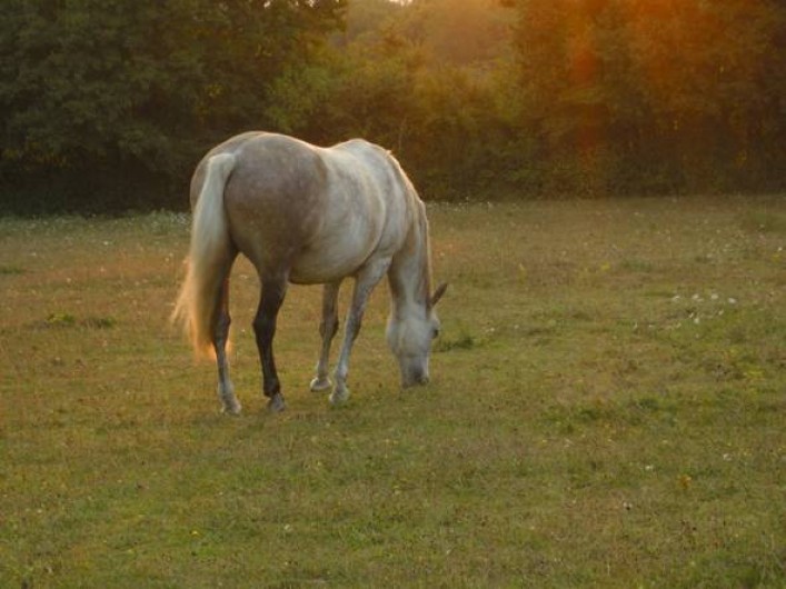 Location de vacances - Gîte à Donzy