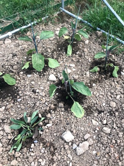 Location de vacances - Appartement à Charvonnex - au potager, les aubergines