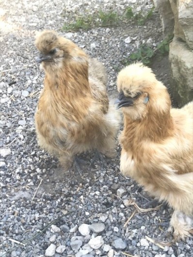 Location de vacances - Appartement à Charvonnex - les deux dernières arrivées, Tic & Tac