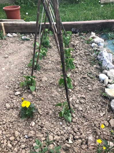 Location de vacances - Appartement à Charvonnex - au potager, les haricots verts