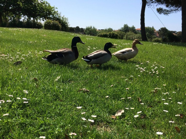 Location de vacances - Appartement à Talmont-Saint-Hilaire