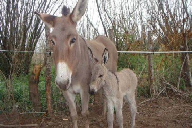 Location de vacances - Gîte à Sorbo-Ocagnano