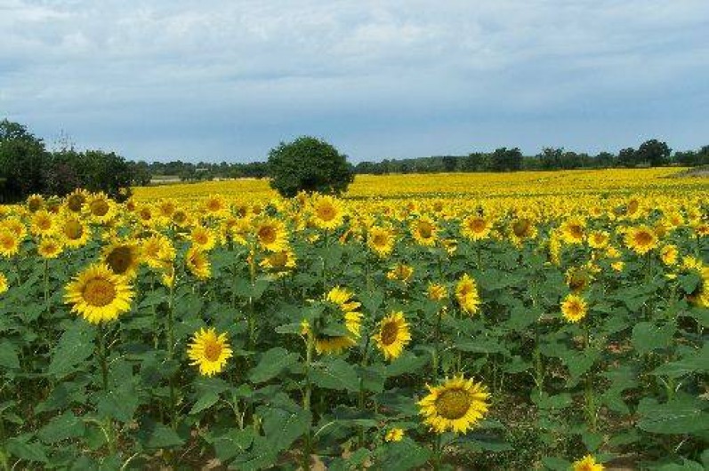 Location de vacances - Gîte à Glénay