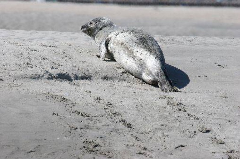 Location de vacances - Villa à Cayeux-sur-Mer