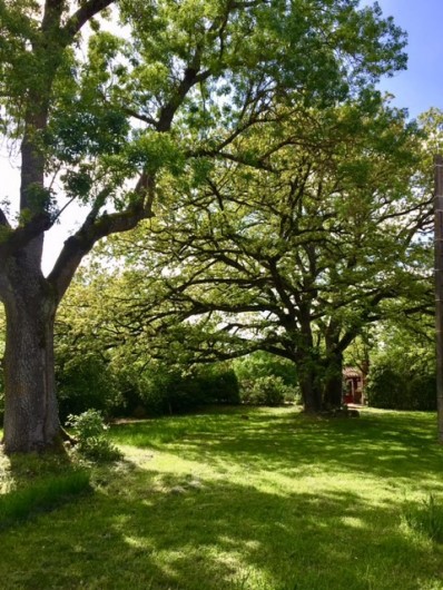 Location de vacances - Maison - Villa à Mirannes - Jardin et arbre centenaire