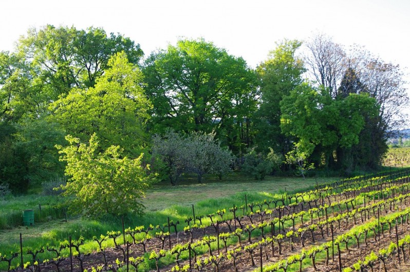 Location de vacances - Gîte à Lirac - Le jardin