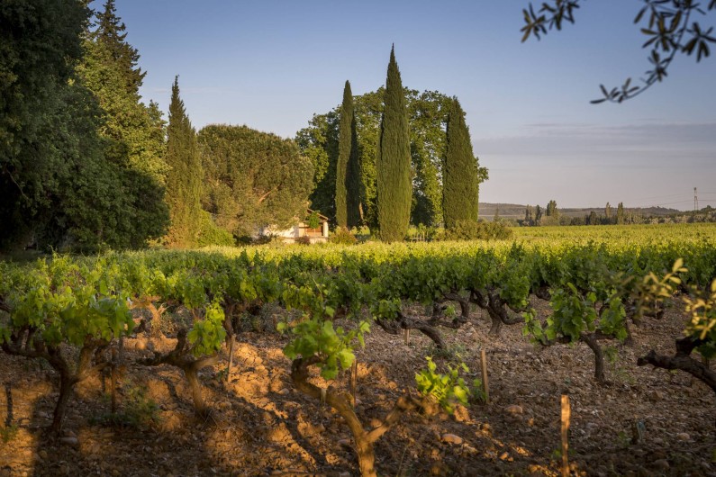 Location de vacances - Gîte à Lirac - Promenade dans les vignes, côté ouest