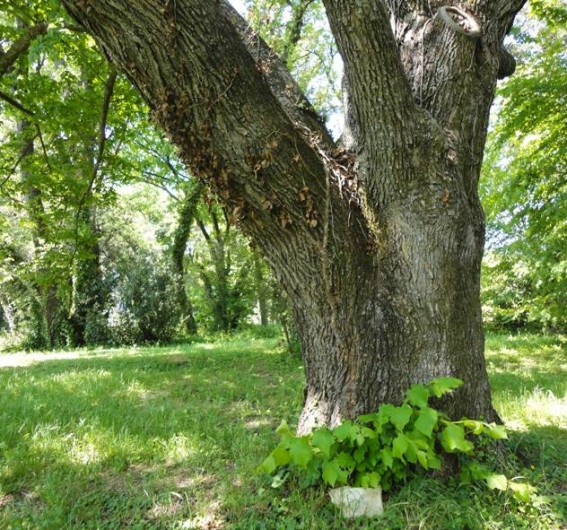 Location de vacances - Gîte à Lirac - Grand-père tilleul