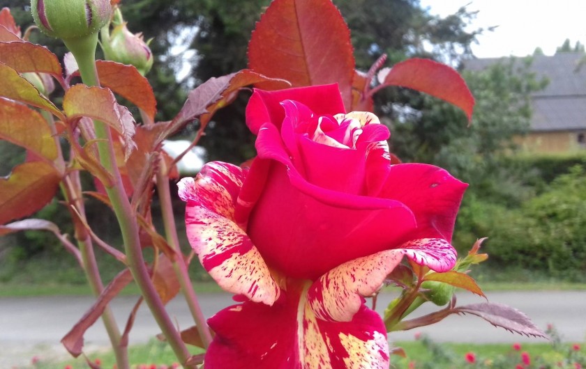 Location de vacances - Maison - Villa à Pontorson