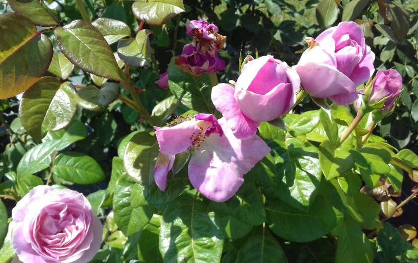 Location de vacances - Maison - Villa à Pontorson