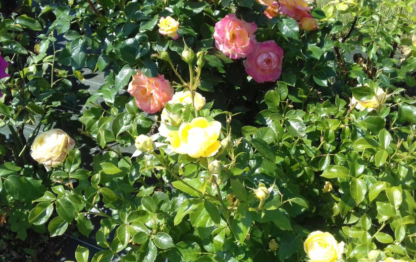 Location de vacances - Maison - Villa à Pontorson