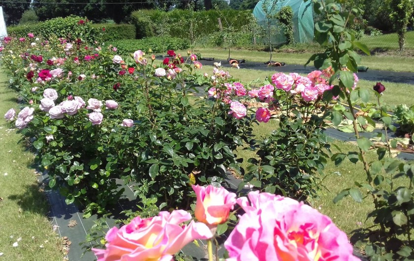 Location de vacances - Maison - Villa à Pontorson - La roseraie