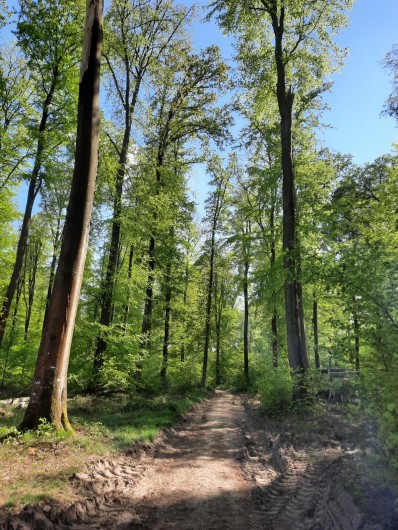 Location de vacances - Château - Manoir à Mesnil-Verclives - la forêt qui jouxte la propriété