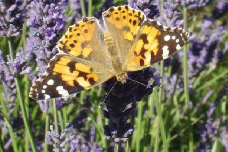 Location de vacances - Mas à Eygluy-Escoulin