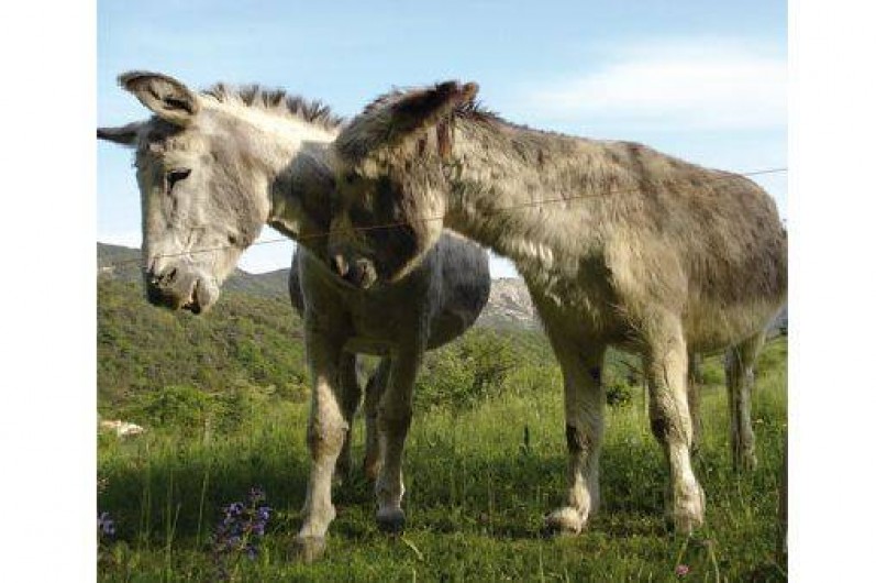 Location de vacances - Mas à Eygluy-Escoulin