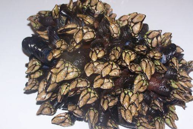 Location de vacances - Appartement à Le Palais