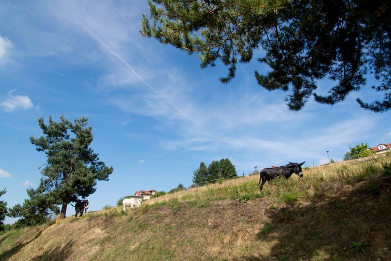 Location de vacances - Gîte à Naussac-Fontanes