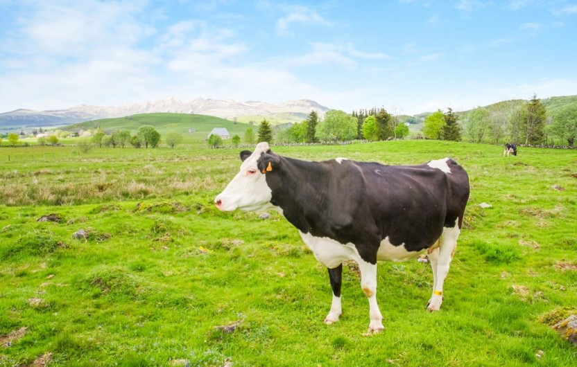 Location de vacances - Chalet à Picherande