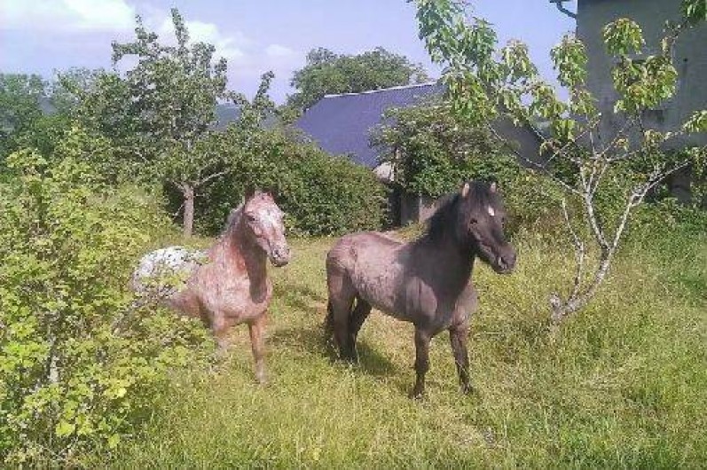 Location de vacances - Maison - Villa à Ferrières-sur-Sichon