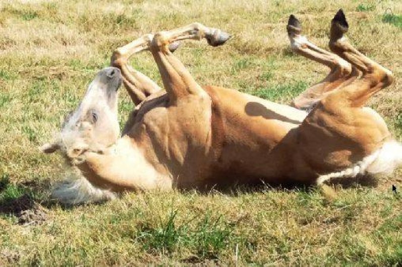 Location de vacances - Maison - Villa à Ferrières-sur-Sichon
