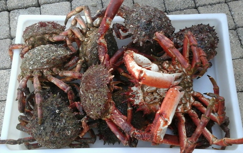 Location de vacances - Appartement à Douarnenez