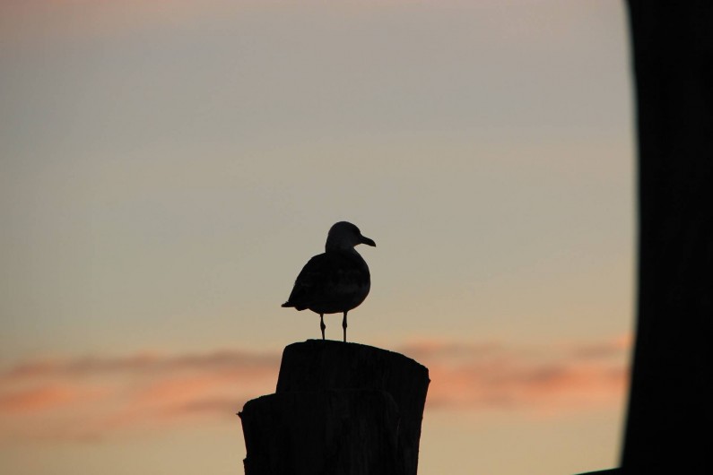Location de vacances - Appartement à Saint-Malo