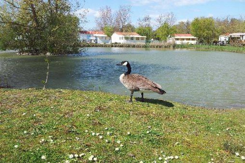 Location de vacances - Bungalow - Mobilhome à Saint-Pierre-d'Oléron