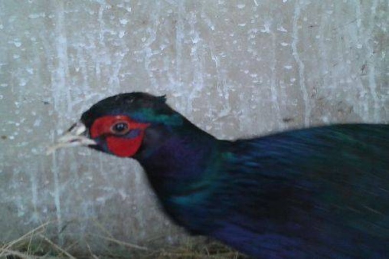 Location de vacances - Gîte à Longchamp-sur-Aujon