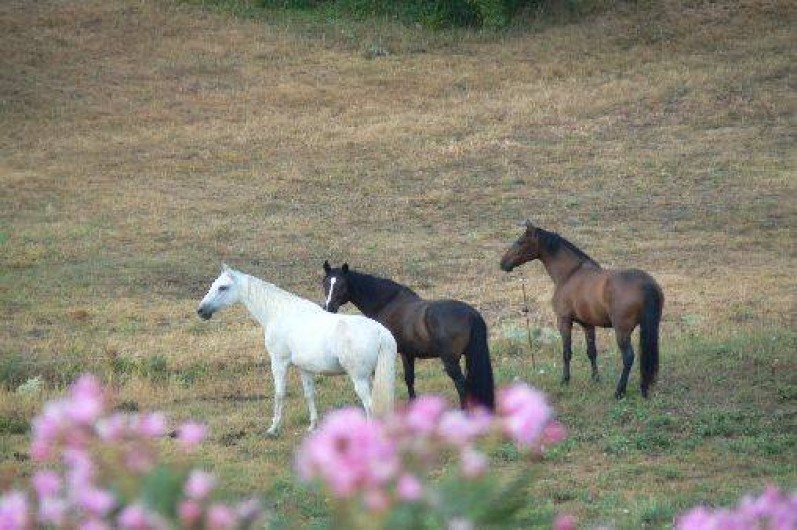 Location de vacances - Gîte à Saint-Maurice-d'Ibie - Les chevaux dans les prés