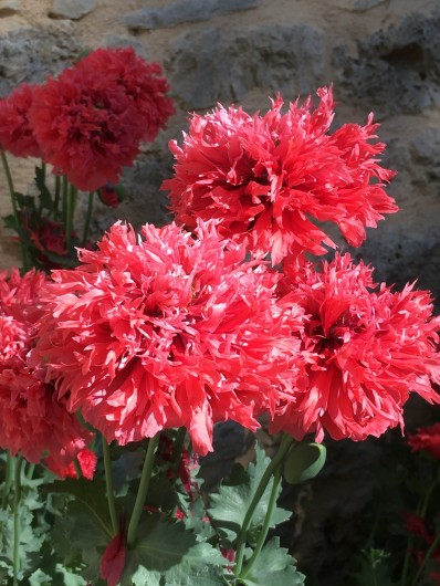 Location de vacances - Gîte à La Rouquette - Un printemps très fleuri