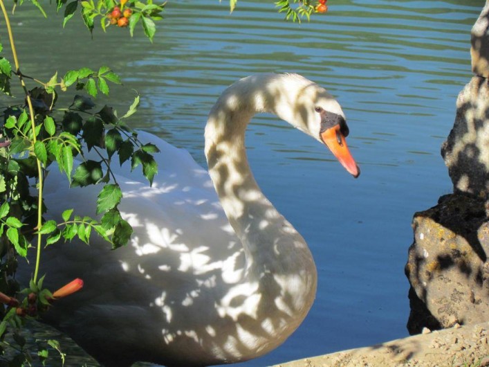 Location de vacances - Gîte à La Rouquette - Le Cygne veille...