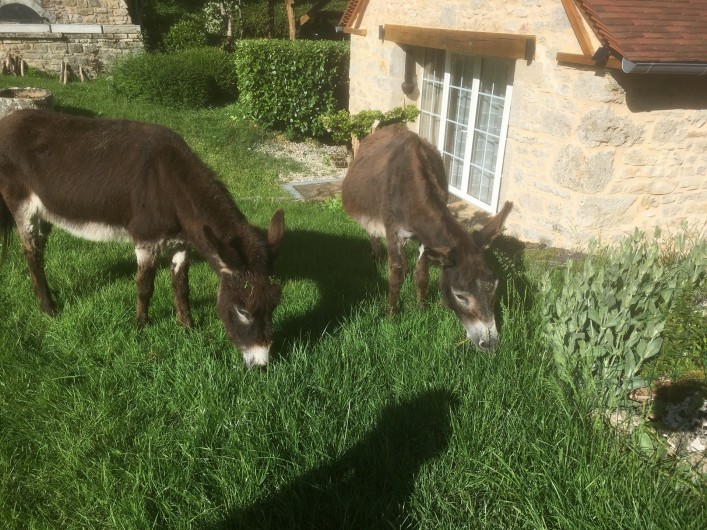 Location de vacances - Gîte à La Rouquette - Petite visite inattendue.