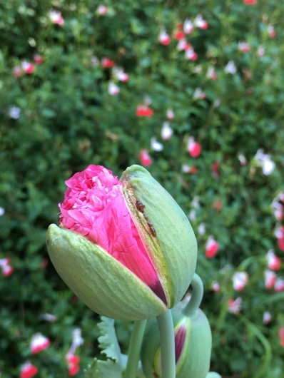 Location de vacances - Gîte à La Rouquette - Pavots et sauges en fleurs.