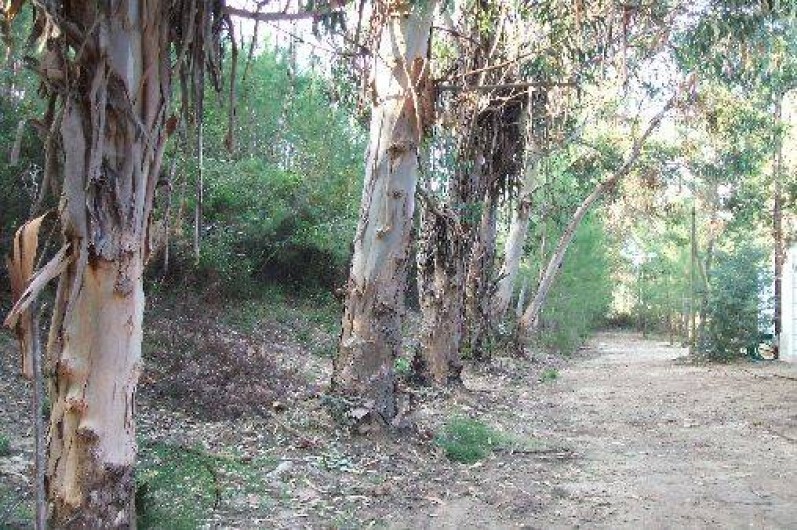 Location de vacances - Bungalow - Mobilhome à Ghisonaccia - Parc