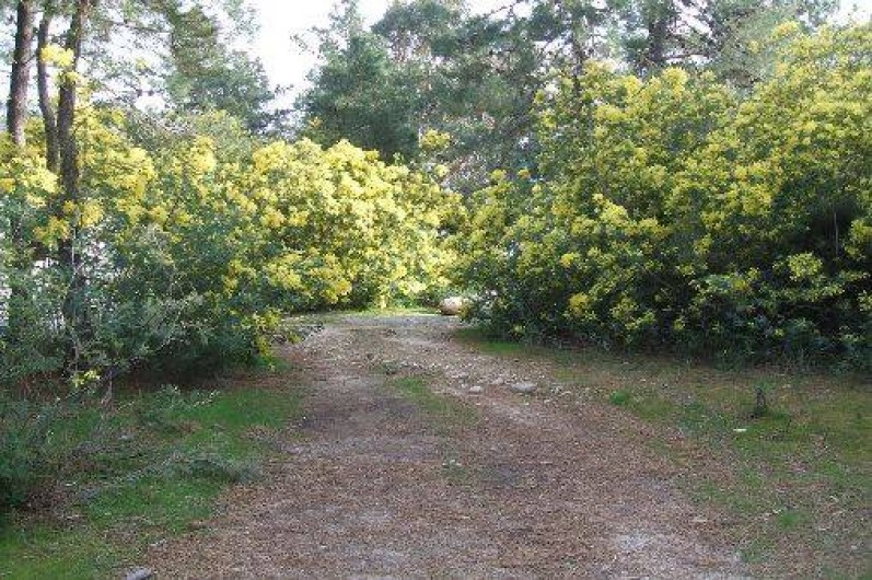 Location de vacances - Bungalow - Mobilhome à Ghisonaccia - Parc