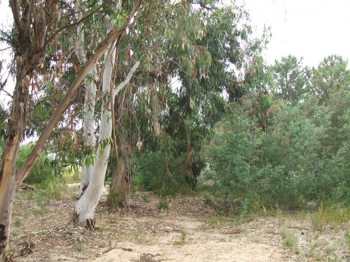 Location de vacances - Bungalow - Mobilhome à Ghisonaccia - Parc