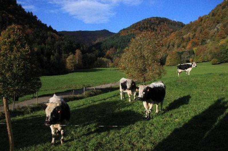 Location de vacances - Gîte à Mittlach