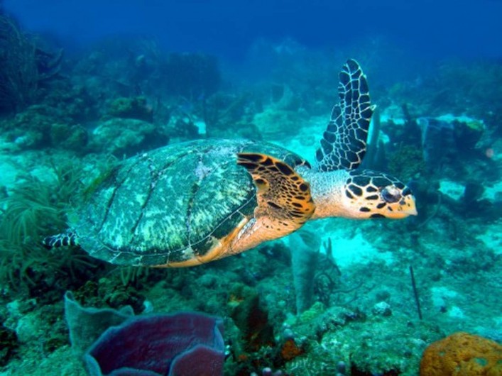 Location de vacances - Villa à Bouillante - NAGER AVEC LES TORTUES