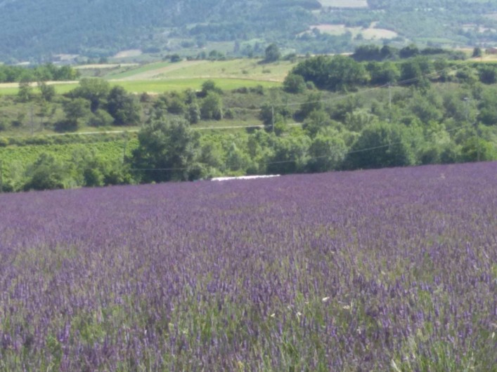 Location de vacances - Villa à Mirabel-aux-Baronnies - Champ de lavandes