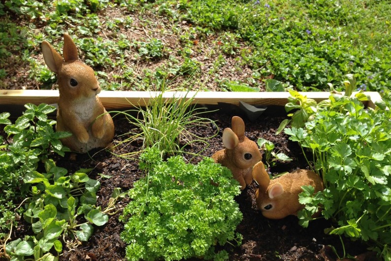 Location de vacances - Gîte à Autun - Jardin Aromatique & Famille Lapins