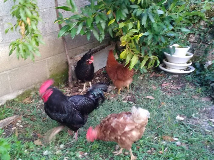 Location de vacances - Gîte à Sorges et Ligueux en Périgord - Notre coq et nos poules