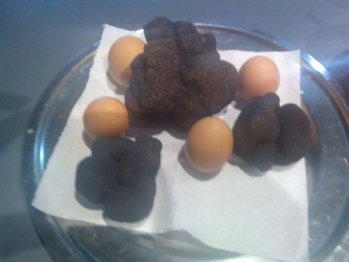 Location de vacances - Gîte à Sorges et Ligueux en Périgord - truffes et nos œufs